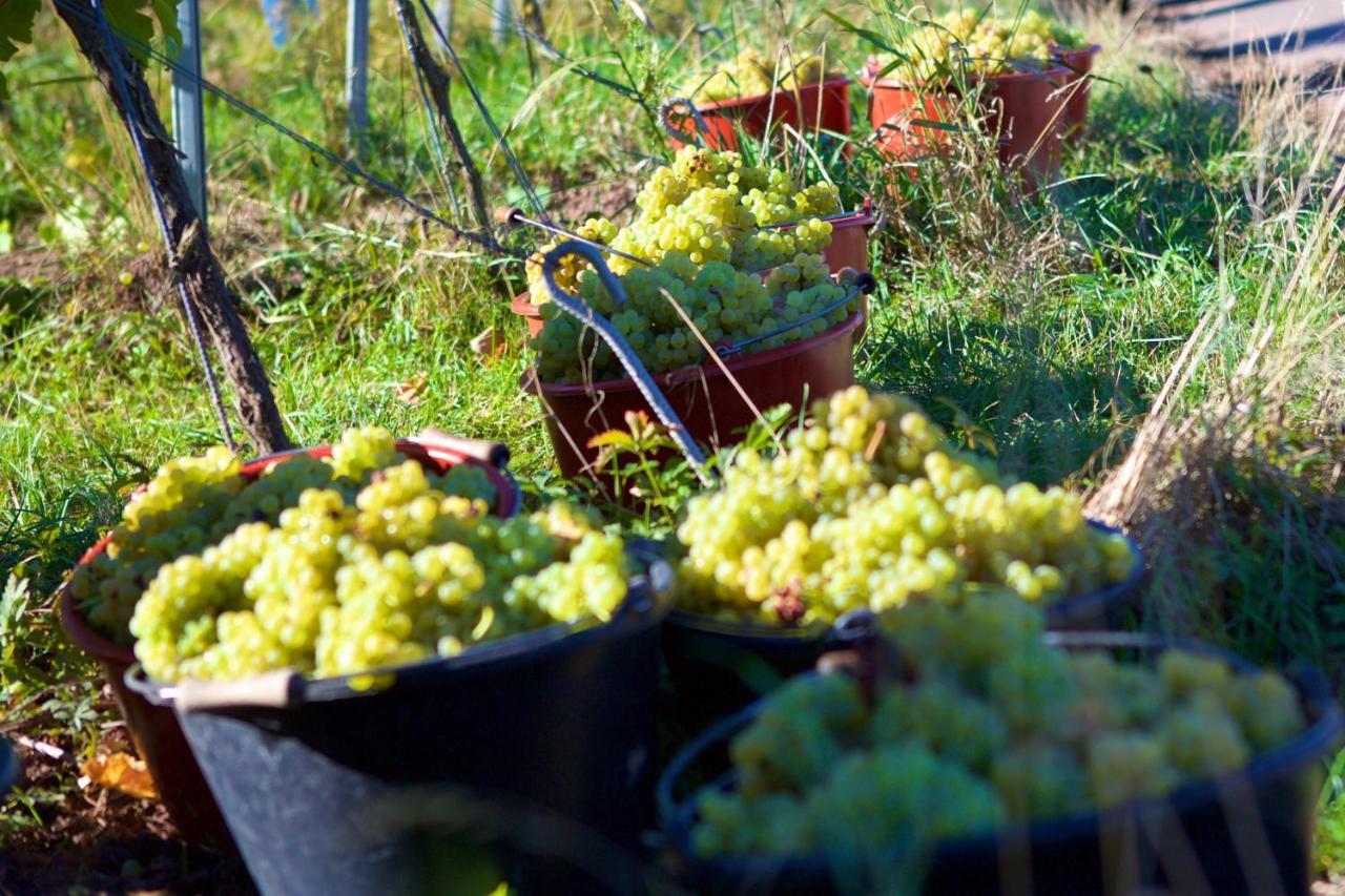 Weinhof Am Nussbaum Hotel Willanzheim Bagian luar foto